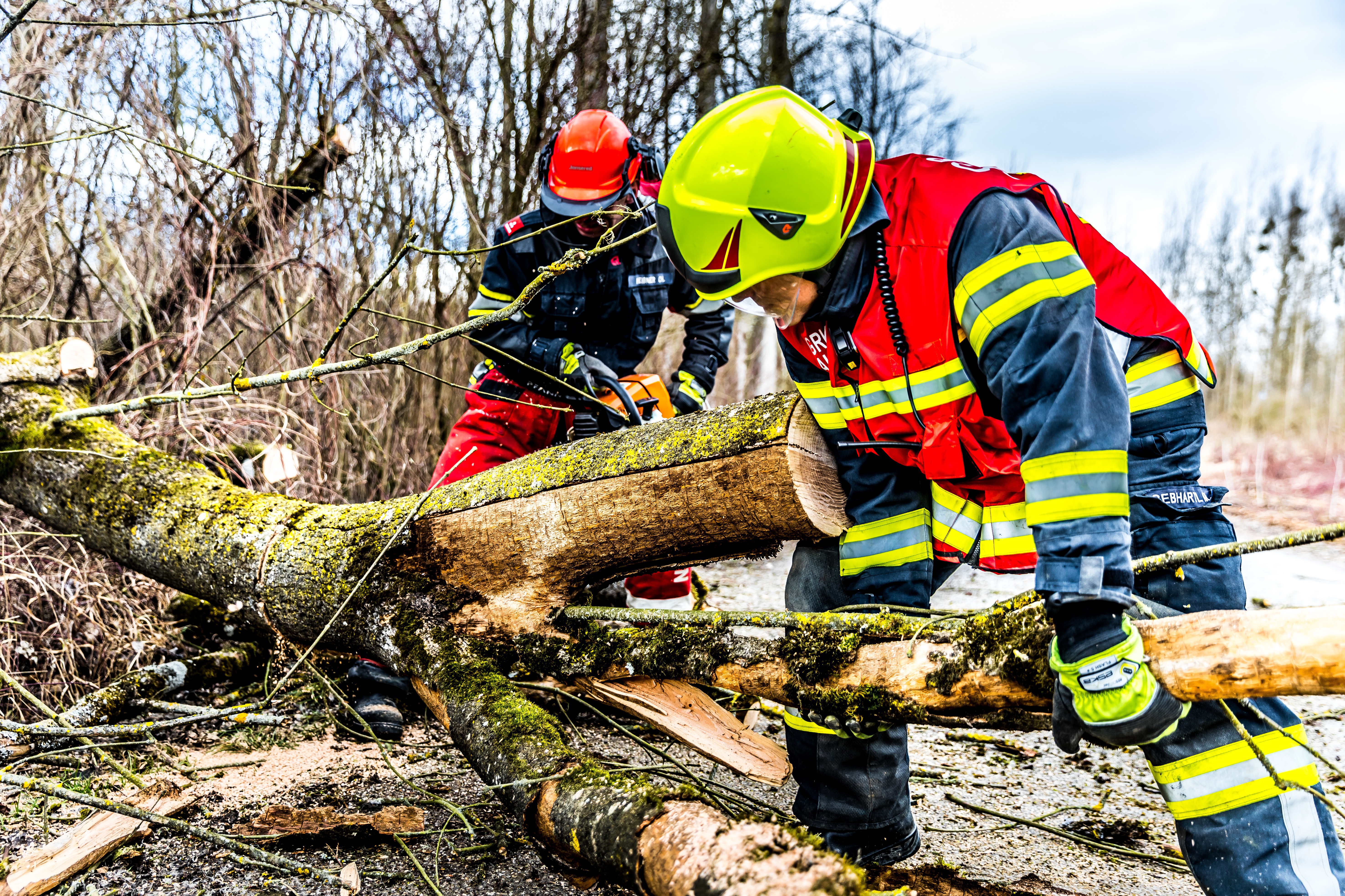 Arborist service in Menomonee Falls, WI